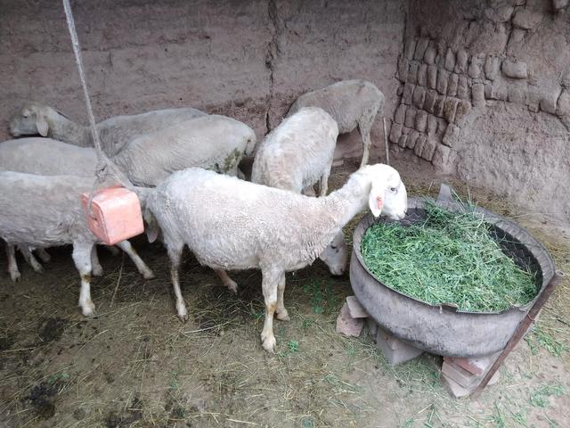 养羊业的前景分析（投入2万元发展养殖业）(2)