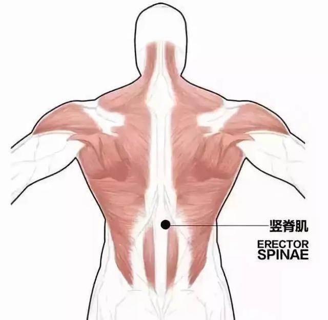 竖脊肌锻炼最好的动作（打造超强核心---竖脊肌训练）(2)