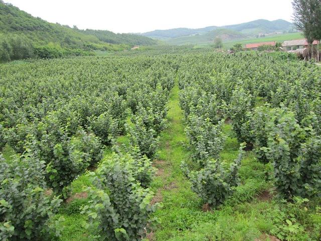 榛子人工种植的方法 名贵坚果榛子如何人工种植(1)