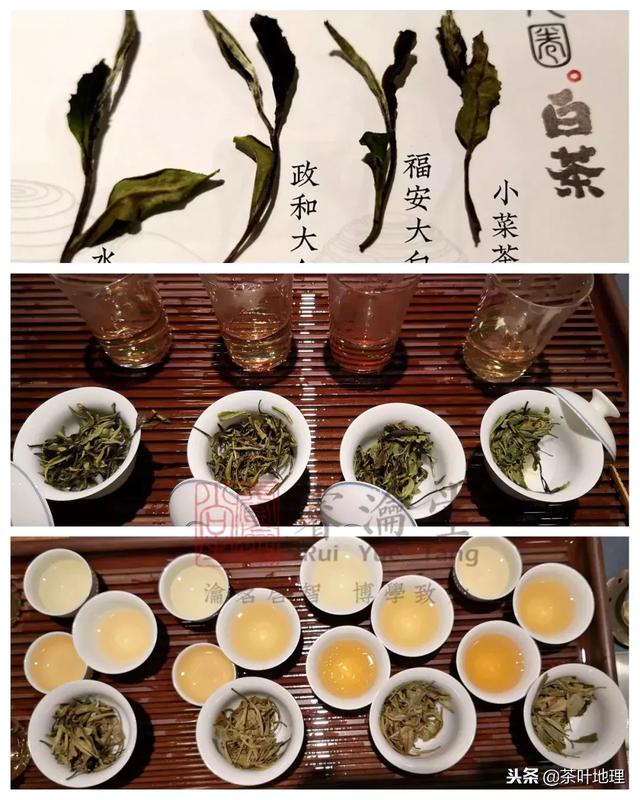 白茶100个品种（白茶品种四大天王）(7)