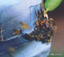 土蜂为什么有死蜂现象（马蜂会让意蜂灭群）(1)