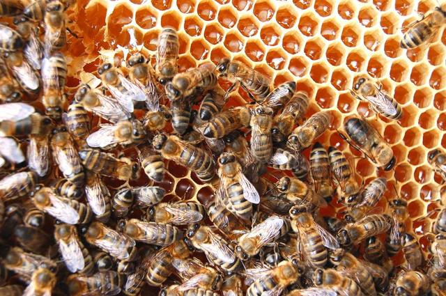 土蜂蜜是不是有点酸（很多人问我土蜂蜜为什么容易发酸）(2)