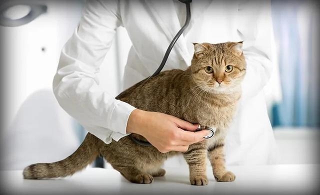 怎么样防止猫咪得猫传腹病（猫咪绝症-猫传腹的介绍及预防）(9)