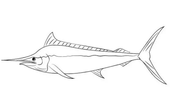绘画海豚的画法（难得一见的海豚白描线稿）(8)