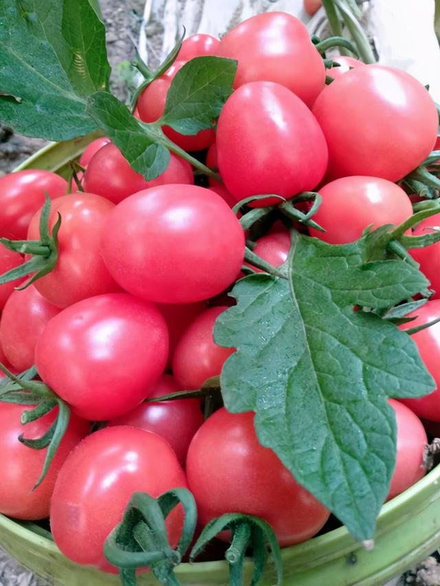 家庭阳台种小西红柿的方法（阳台种菜篇之盆栽小西红柿）(2)