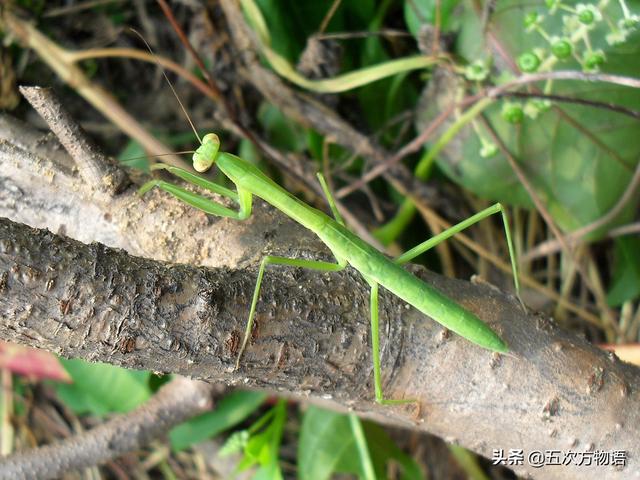 常见的绿色螳螂（常见螳螂图鉴）(1)