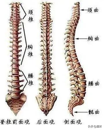 缓解腰部疼痛最有效的方法（送你一个缓解腰间疼痛简单小技巧）(2)