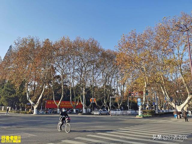 南京秋天看梧桐树去哪里最好（上海和南京的城市风景线）(4)