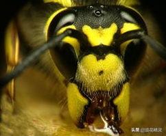 土蜂为什么有死蜂现象（马蜂会让意蜂灭群）(2)