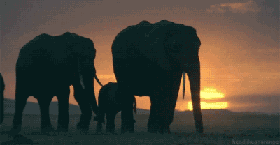 大象在博茨瓦纳神秘死亡（独特个性悼念死者）