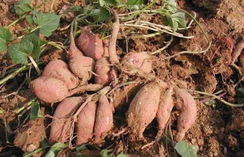 红薯的栽种时间是几月份（红薯适合几月份栽种）(1)