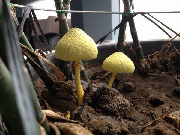 花盆下面长什么蘑菇好？花盆长出小蘑菇(5)