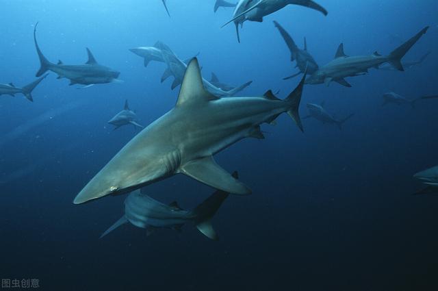 世界上十种最可怕的鲨鱼（十种最危险的鲨鱼排行榜）(4)