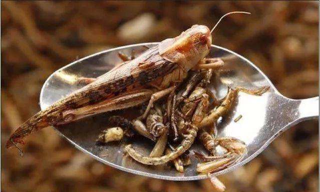 蝗虫怎么吃可以消灭（蝗虫有一百种做法）(9)