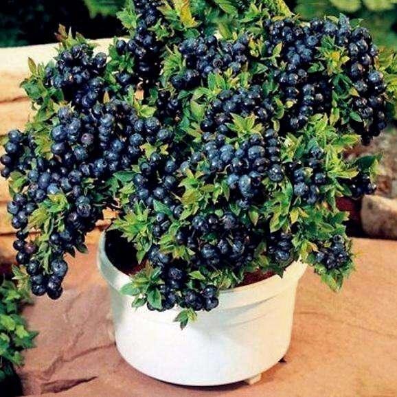 阳台栽种蓝莓（蓝莓太贵啦自身阳台种）(2)