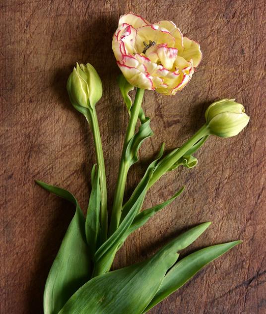 哪种植物适合室内养郁金香（12种适合花园里种植的漂亮郁金香）(2)