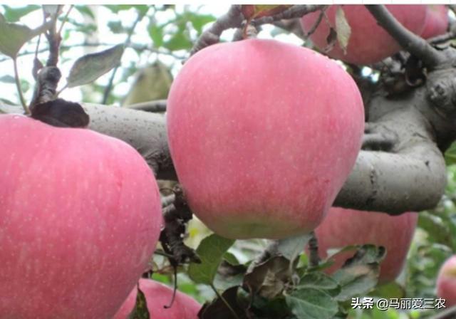 苹果树三个生长期是什么时间（苹果树生长发育的阶段性）(1)