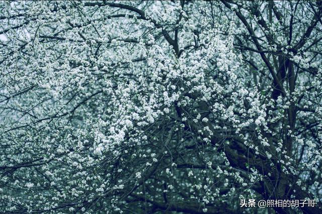 记忆里的春季摄影（摄影春天的样子）(6)