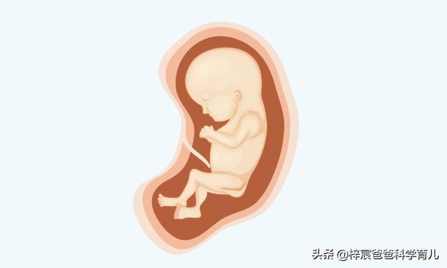 怀孕十个月胎儿身体变化（孕妇和胎儿每天都会发生着变化）(7)