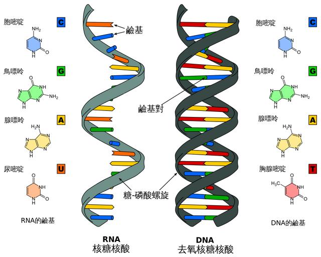 染色体为啥有rna（染色体DNA基因）(4)