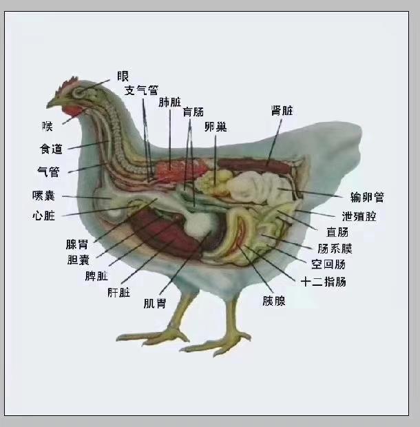 鸡呼吸道病用恩诺沙星（常见的呼吸道疾病）(1)