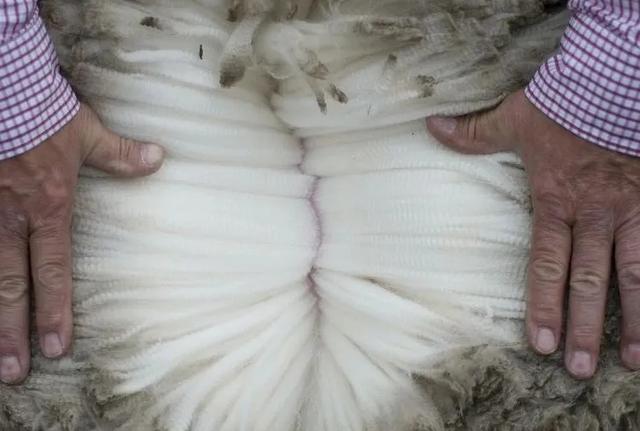 澳毛和美丽诺羊毛的区别（是世界上最好的羊毛吗）