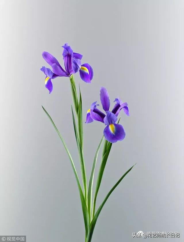 14种香水花（鸢尾花法国的国花）(2)