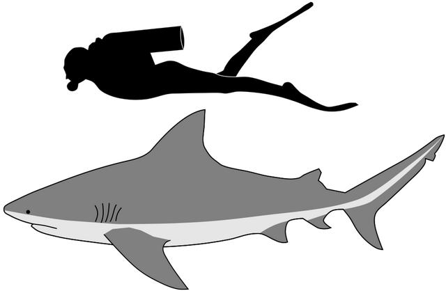什么样的鲨鱼才会袭击人类（可以生活在淡水的鲨鱼）(2)