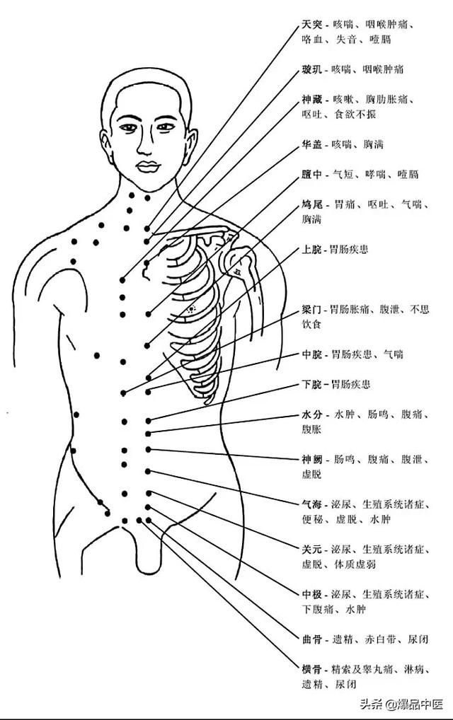 人体穴位经脉图及作用（图解-人体穴位）(8)