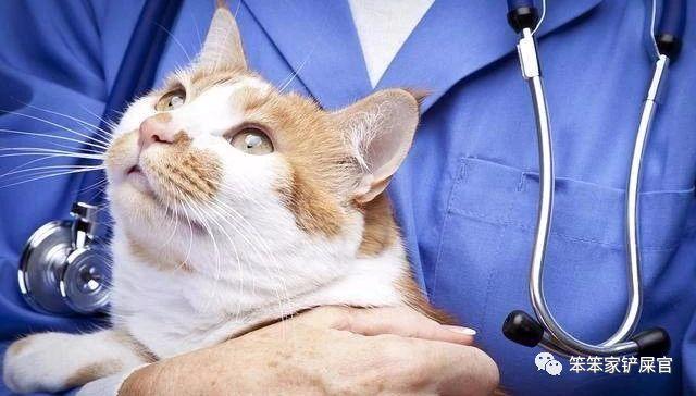 猫咪打疫苗注意事项和手续（猫咪疫苗未打完）(6)