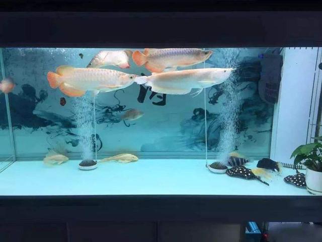 观赏鱼鱼缸可以多久不打氧气（新鱼到家过早开启鱼缸灯）(5)