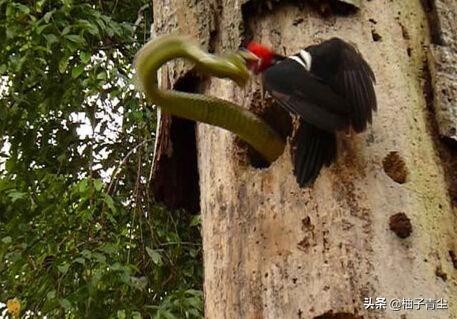 啄木鸟遇到第一大虫（啄木鸟为了保护幼崽）(2)