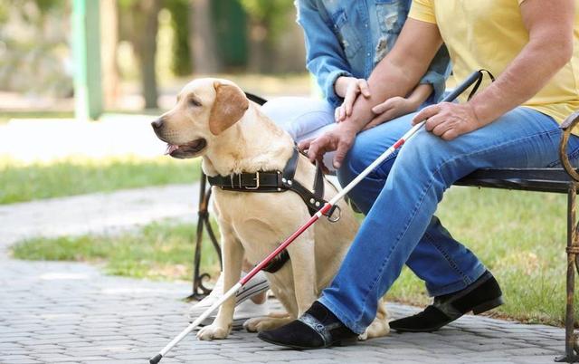 导盲犬被允许乘坐公交地铁（拒绝导盲犬乘地铁）(4)
