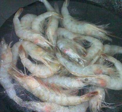 白水煮虾是热水还是冷水下锅（用冷水还是热水）(6)