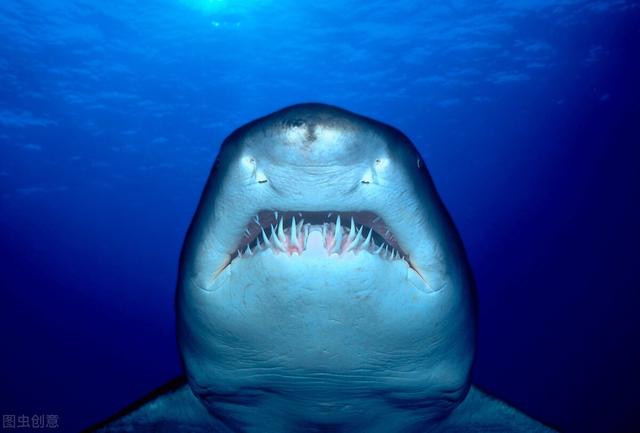 世界上十种最可怕的鲨鱼（十种最危险的鲨鱼排行榜）(7)