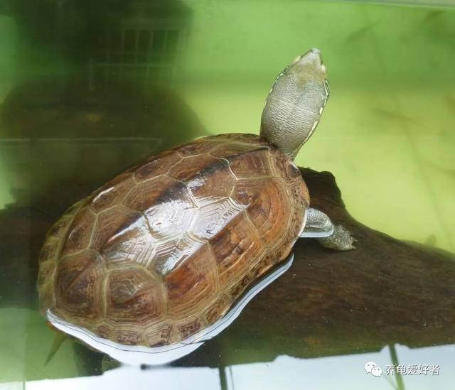 为什么乌龟腐甲越来越严重（是不是很想知道你的龟为什么会腐甲）(2)