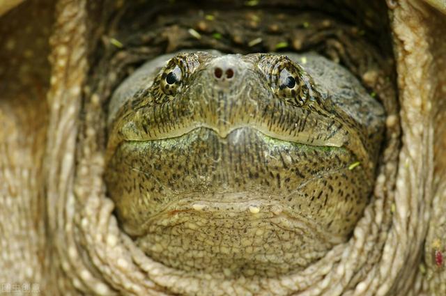 怎样区分北美拟鳄龟和佛鳄龟（浅谈北美鳄龟和佛鳄的特点）(8)