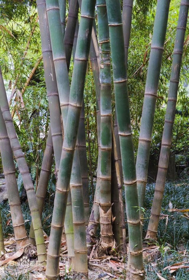世界上最大的竹子又粗又细（世界上最高的竹子-龙竹）(2)