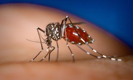 蚊子的克星是什么生物（蚊子这种生物在地球上有啥用）(3)