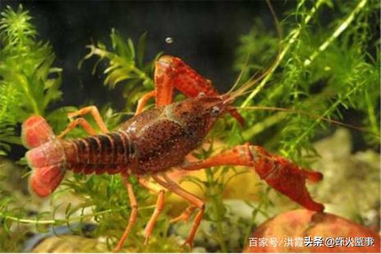 小龙虾养殖常用几种水草（大部分小龙虾养殖户都不知道的水草管理要点）(6)
