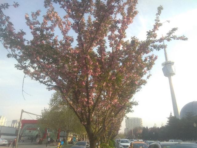 一起去看樱花的地方（长安大街也有美丽的樱花）(2)