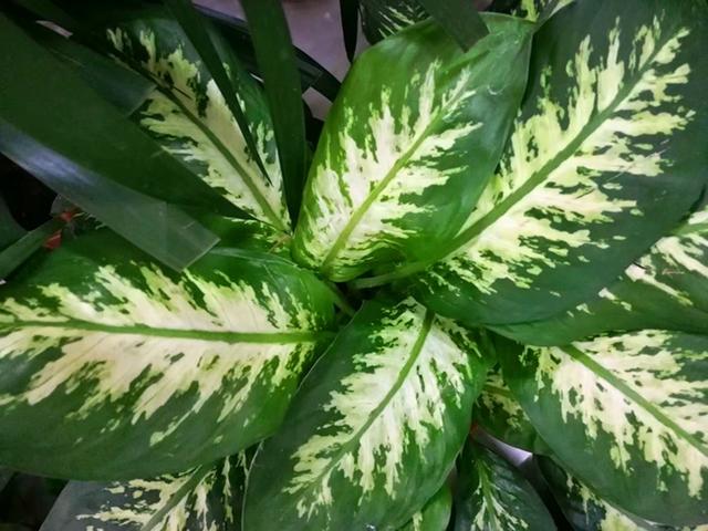 如何让植物叶片发绿（让植物的叶片呼吸更好）(2)