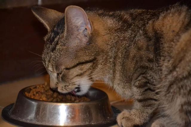 幼猫一般可以吃什么食物（猫高蛋白饮食的常见四大误区）(3)