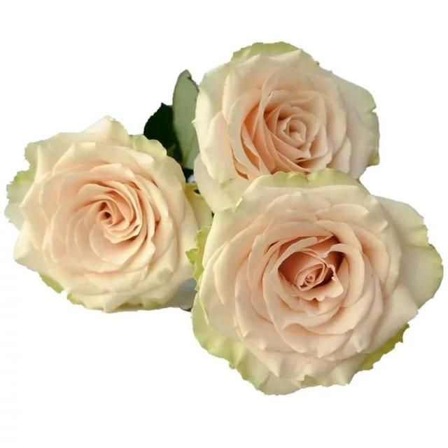 肯尼亚玫瑰哪些品种值得推荐（图鉴肯尼亚玫瑰）(54)