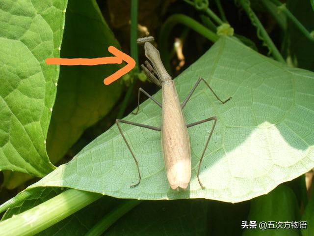 常见的绿色螳螂（常见螳螂图鉴）(5)