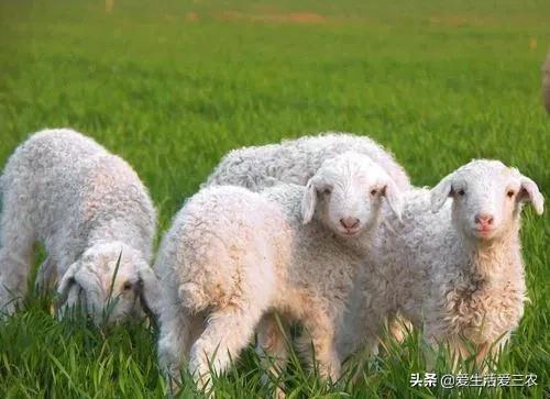 养羊技术大全和成本（详解农村养羊利润与前景）(8)