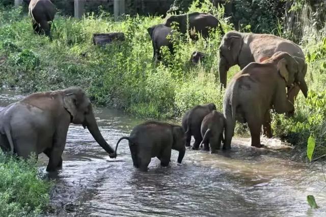大象与人类亲密生活（象群进村民家拧开水龙头喝水）(3)