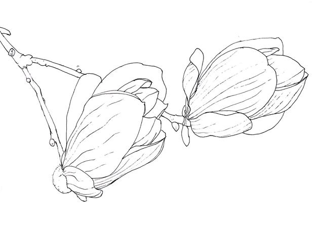 详细的线描花卉步骤图解析（适合零基础的线描花卉）