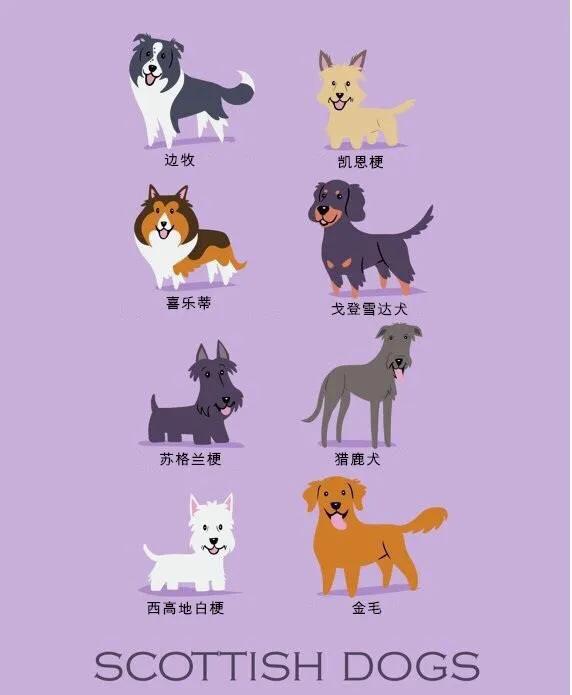 宠物犬会有哪些常见的品种（世界上最知名的狗狗及其发源地）(14)