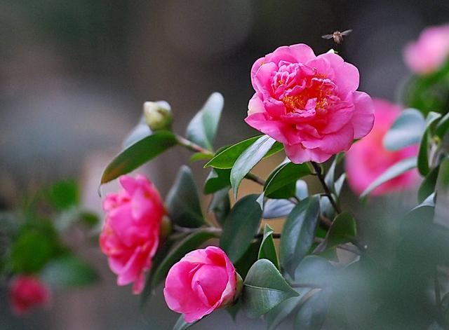 种的茶花花蕾不开花是什么原因（茶花满树花蕾却不开花）(2)